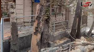 گزارش رفع خطر درختان و ایمنسازی محیطی در باغ فردوس