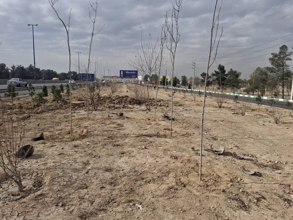 اجرای طرح جنگلکاری در حاشیه بزرگراه تهران–قم با کاشت ۱۵۰۰ اصله درخت